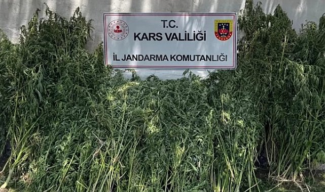 Kars'ta 42 binden fazla kök kenevir bitkisi ele geçirildi