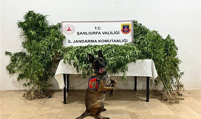 Şanlıurfa’da uyuşturucu operasyonu