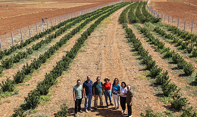 Beğiş Susuzu’nda aronya ve böğürtlen hasadı başladı