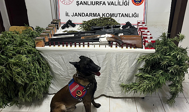 Harran’da narkotik operasyonu