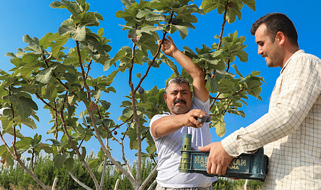 Mersin’de incir hasadı yapıldı