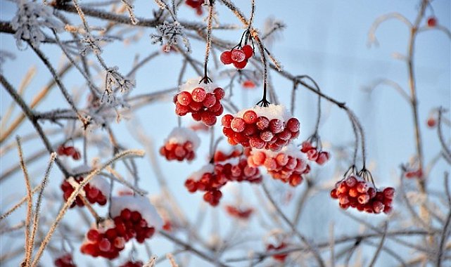 Bakan Yumaklı: Zirai dondan etkilenen ÇKS'ye kayıtlı üreticilere destek ödemesi yapılıyor