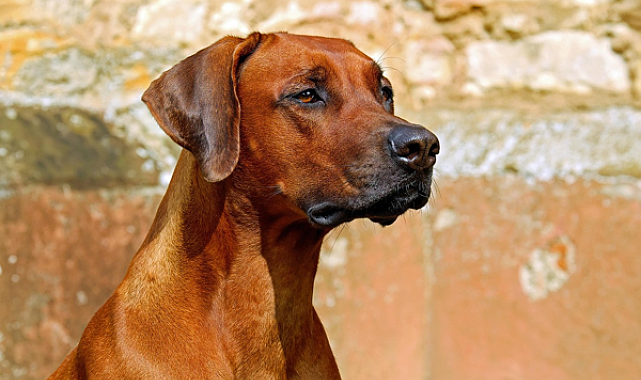 İstanbul'da sahipsiz hayvanlara yönelik yeni tedbirler belirlendi