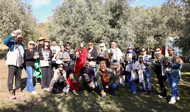 Mudanya’da zeytin hasadı başladı