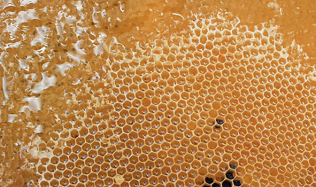 Yenice Ihlamur Balı coğrafi işaret tescili aldı