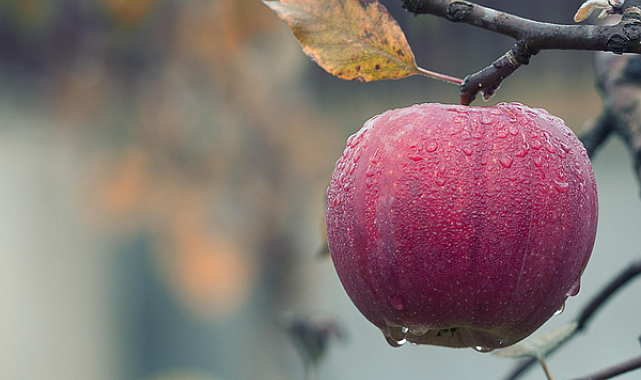 Meteoroloji’den zirai don uyarısı