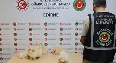 Kapıkule'de hayvan kaçakçılığı operasyonu