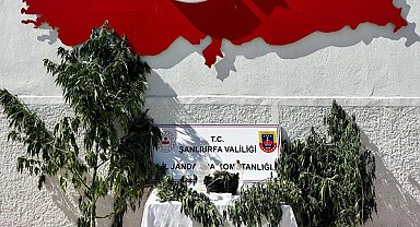 Şanlıurfa Hilvan’da kenevir operasyonu düzenlendi