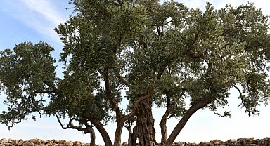 Göbekli Anıt Zeytin Ağacı için çevre düzenleme projesi başlatılıyor