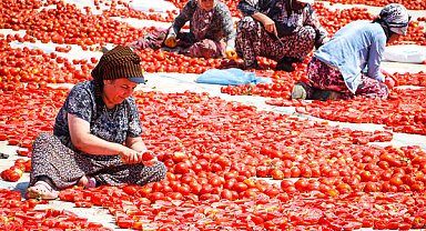 Büyükşehirden kuru domates üretimine saha ziyareti