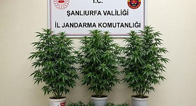 Şanlıurfa’da 13 kök kenevir ele geçirildi