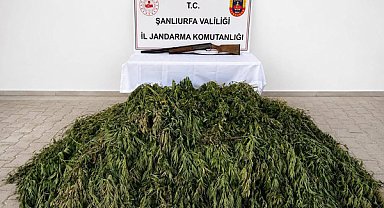 Şanlıurfa'da 610 kök kenevir ele geçirildi