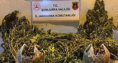 Şanlıurfa’da uyuşturucu operasyonları: Kenevir, esrar ve ruhsatsız tüfek ele geçirildi