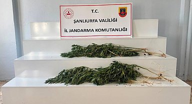 Viranşehir’de kenevir operasyonu