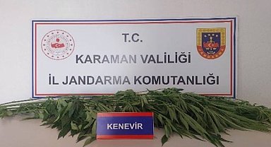 Karaman’da denetimlerde 66 kök kenevir ele geçirildi