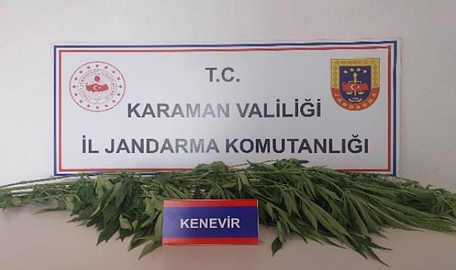 Karaman’da denetimlerde 66 kök kenevir ele geçirildi