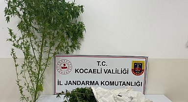 Kocaeli'de bir kök kenevir bitkisi ele geçirildi