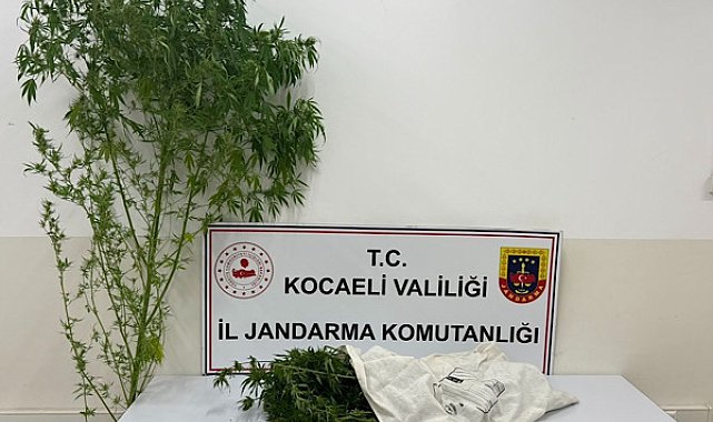 Kocaeli'de bir kök kenevir bitkisi ele geçirildi