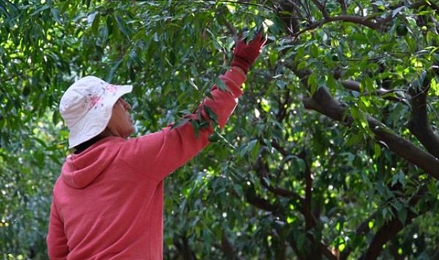 Yeşil Bodrum Mandalini hasadı sürüyor