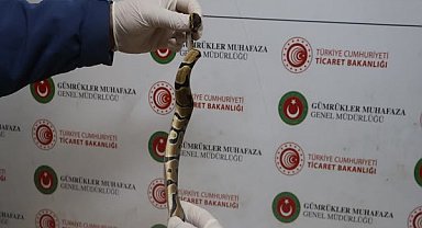Kapıkule’de 67 canlı piton ele geçirildi