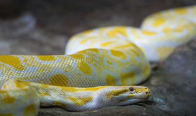 Kapıkule Gümrük Kapısı'nda 67 piton yılanı ele geçirildi