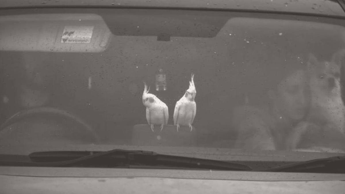 Tüm hayvanlarını da alarak Ukrayna'dan ayrıldı