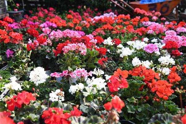 Odabaşı’ndan annelere özel sardunya