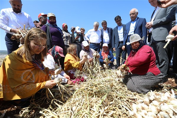 Başkan Şahin, Araban Firik ve Sarımsak Festivali’nde çiftçilerle hasat yaptı
