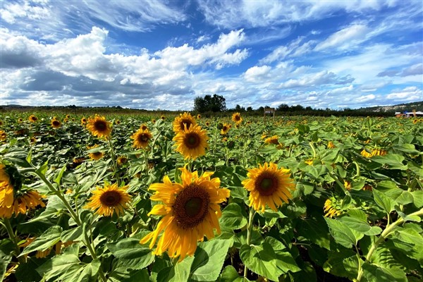 Avrupa’nın en büyük bahçesi, “Corn Maze Bahçe” Ağva’da kuruluyor