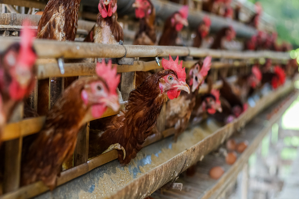 Kafessiz Türkiye hareketine Türkiye’nin köklü markaları da imza atıyor