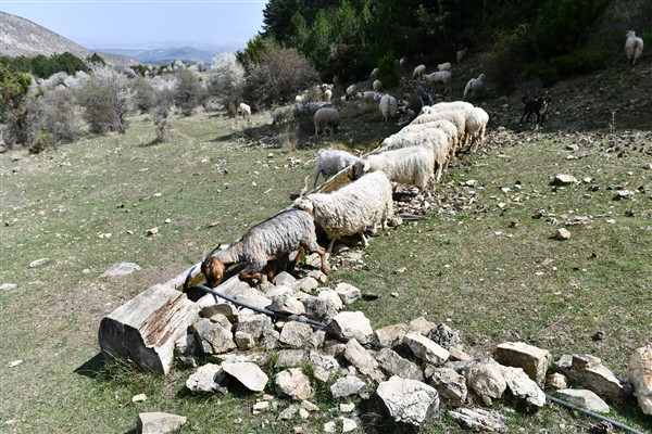 Hayvancılık yapan çiftçilere sıvat desteği