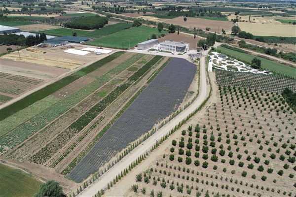 90 bin aromatik bitki toprakla buluşacak