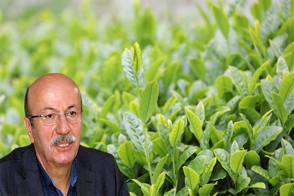 CHP'li Bekaroğlu'ndan çay üreticilerine mektup