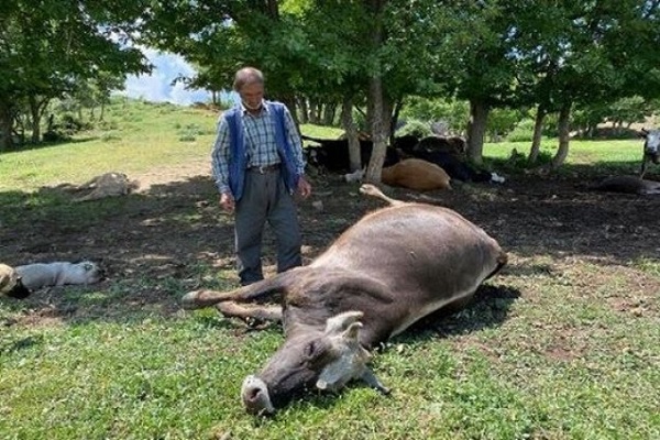 Çay’da yıldırım isabet eden ağacın altındaki 16 büyükbaş hayvan telef oldu