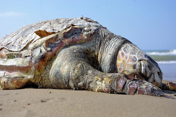Guatemala'da deniz canlıları ölü bulundu