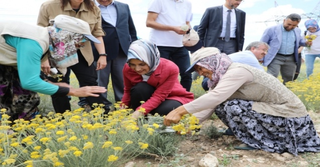 Altınotu Bitkisinin Hasadı Vali Yiğitbaşı’nın Katılımıyla Yapıldı