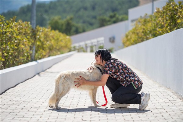 Pako'da kedi ve köpekler hem tedavi ediliyor hem de sahiplendiriliyor