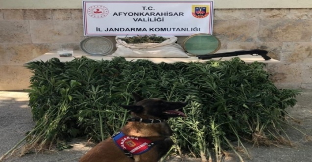 Jandarma kenevir bitkisi ele geçirdi