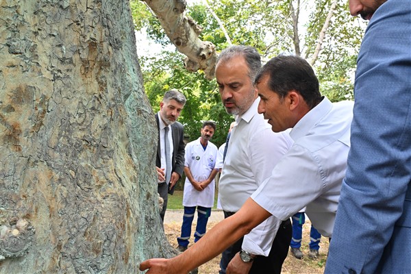 Asırlık çınarlar, ‘Çınar hekimleri’ ile güvende