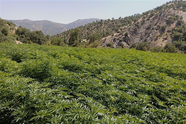Diyarbakır'da 11 milyon 942 bin kök kenevir ile 841 kilogram esrar ele geçirildi
