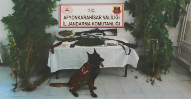 Jandarma kubar esrar ve kenevir ele geçirdi