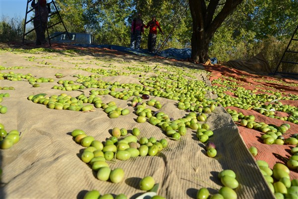 Sofralık zeytin ihracatı 110 bin tona ulaştı