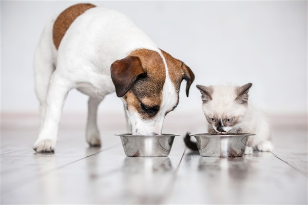 Çalışanlar, en çok kedi besliyor