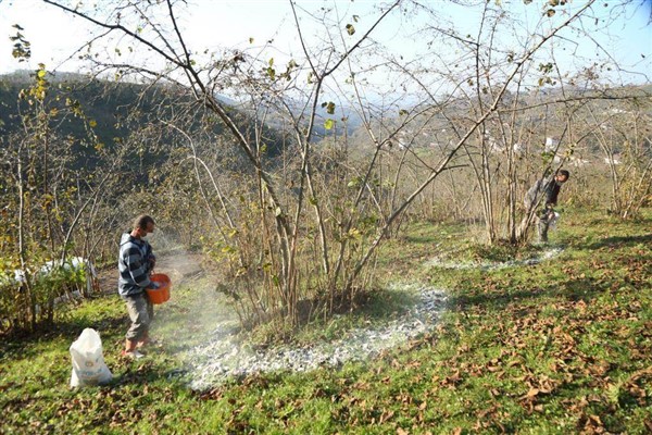 FINVER Projesi'ne 870 fındık üreticisi kayıt yaptırdı