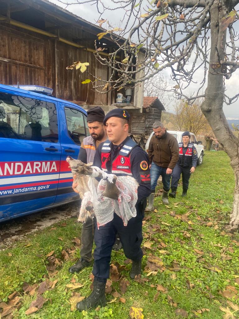 Akyazı'da Yaralı Karaca bulundu