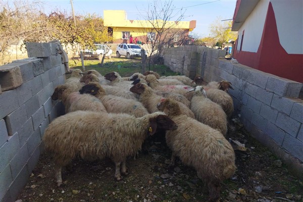 Şanlıurfa’da koyun hırsızlığı yapan şahıslar yakalandı