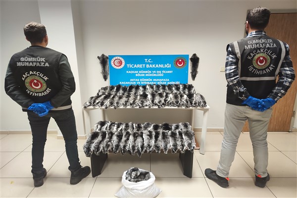 Gürcistan sınırında 500 çinçilla postu ele geçirildi
