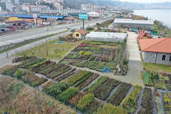 Rize Belediyesi'nin sera alanında 300 bitki türü üretiliyor